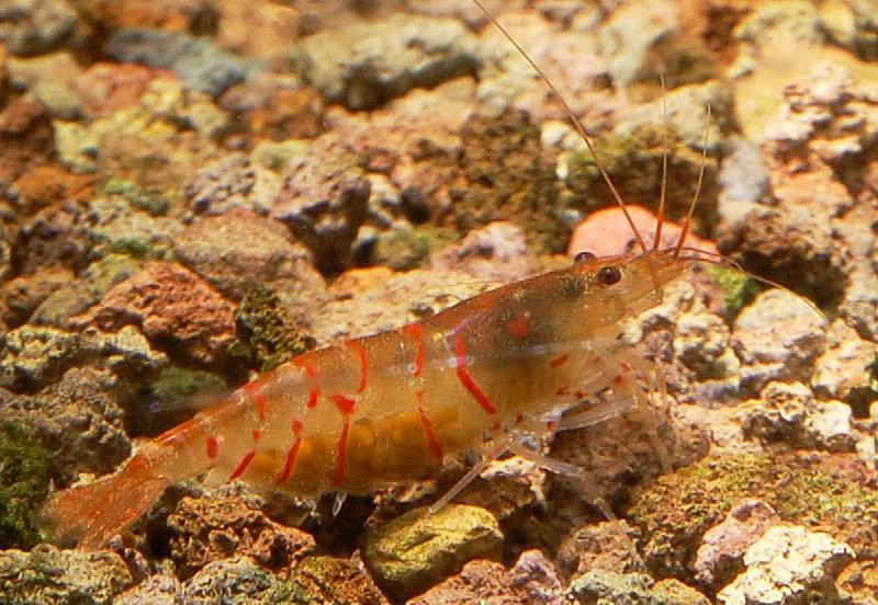 Gamba Red Tiger