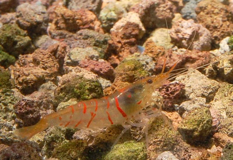 Gamba Red Tiger