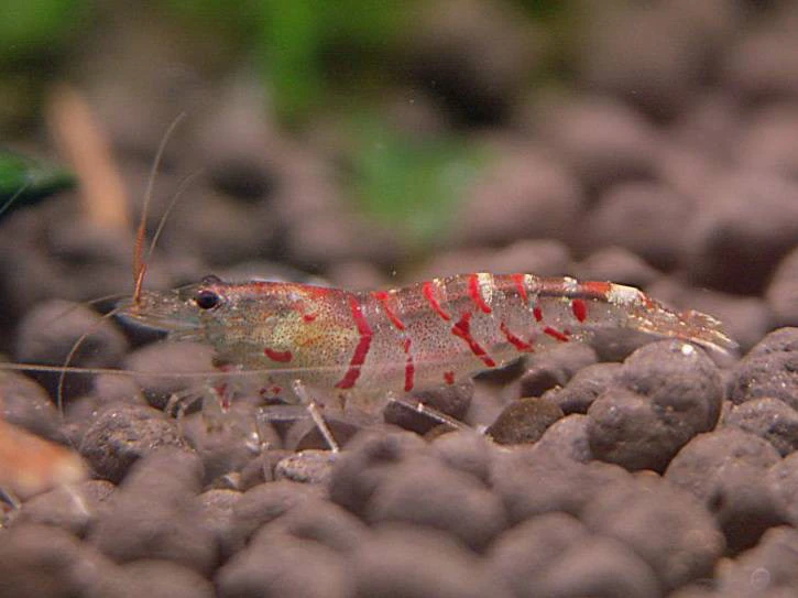 Gamba Red Tiger