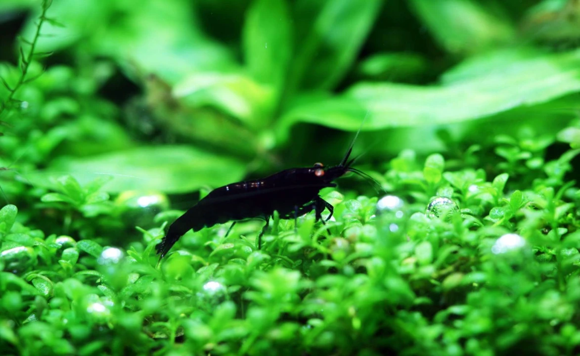 Schwarze Tigergarnele