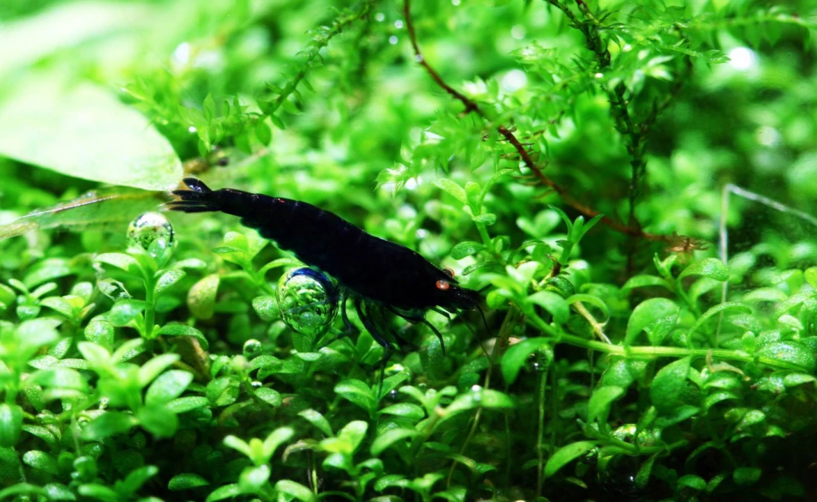 Schwarze Tigergarnele