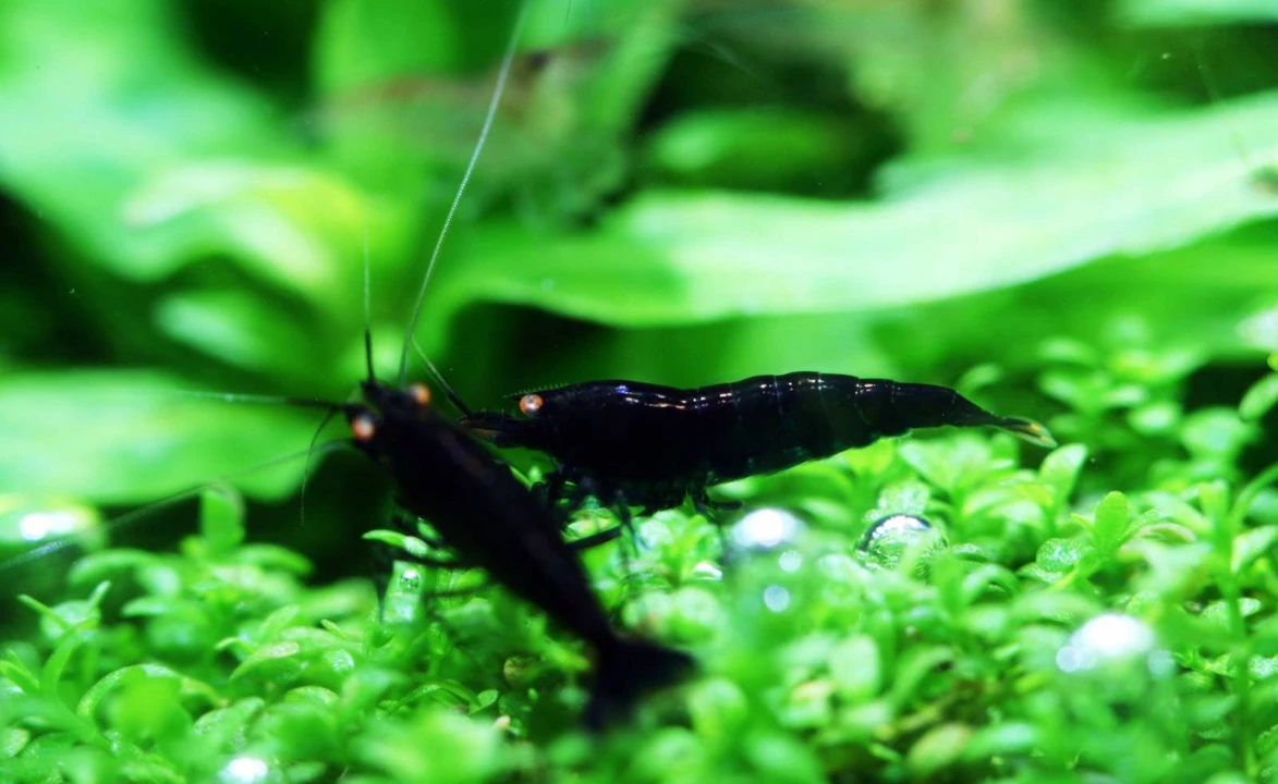 Schwarze Tigergarnele