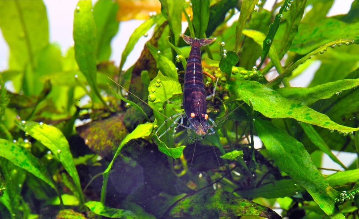 Schwarze Tigergarnele