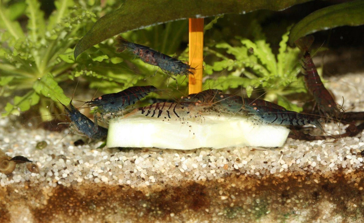Caridina cf. cantonensis "Blue Tiger"