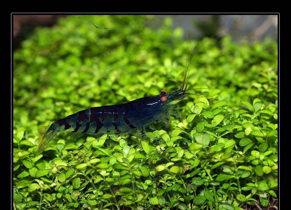 Caridina cf. cantonensis "Blue Tiger"