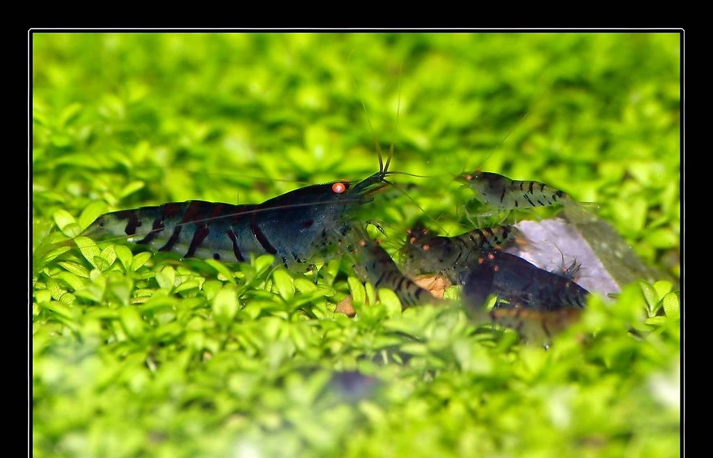 Caridina cf. cantonensis "Blue Tiger"