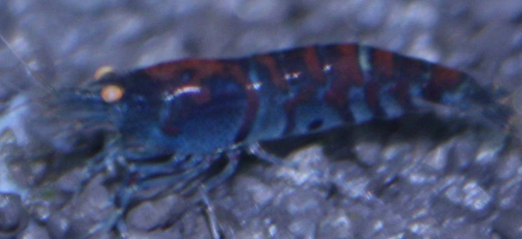 Caridina cf. cantonensis "Blue Tiger"