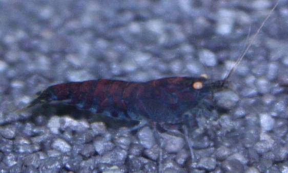 Caridina cf. cantonensis "Blue Tiger"