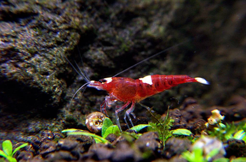 Red Ruby