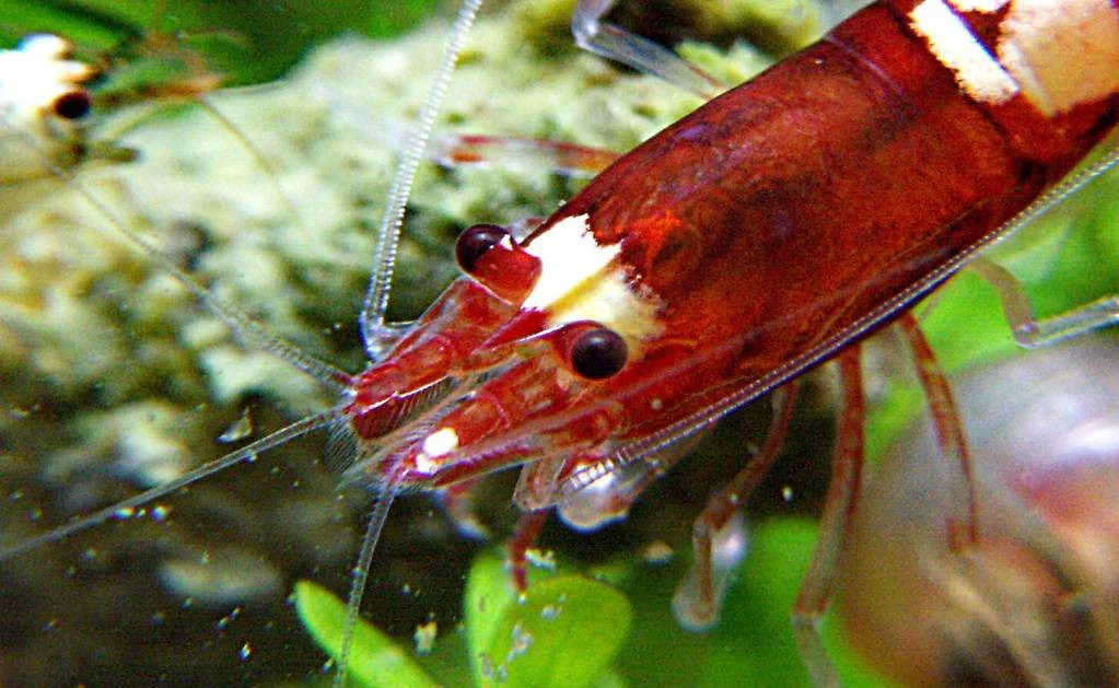 Red Ruby