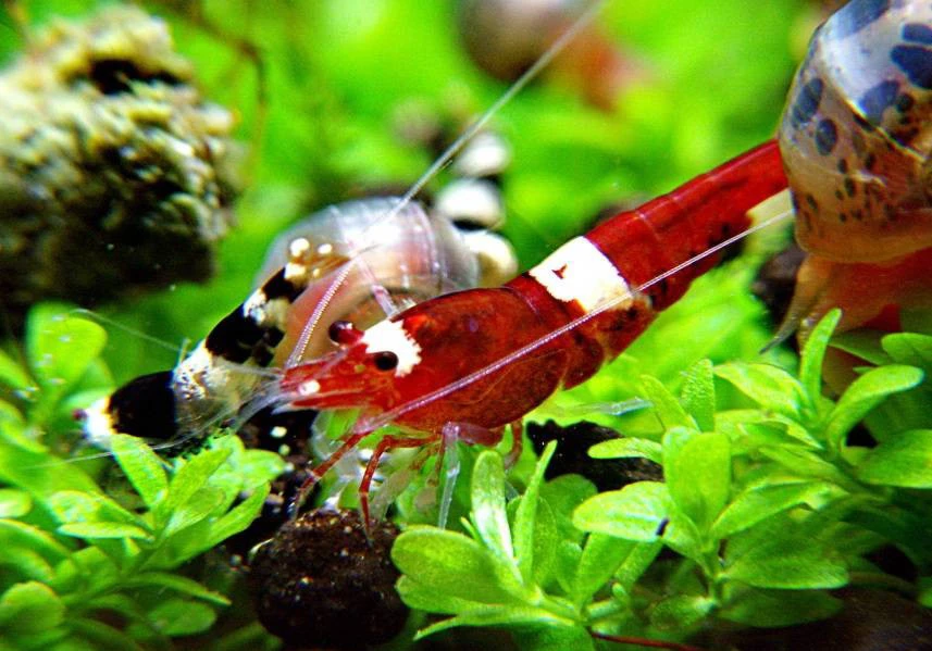 Red Ruby