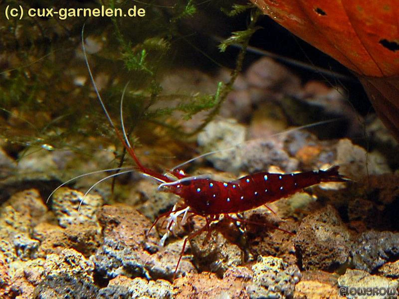 Kardinalsgarnele