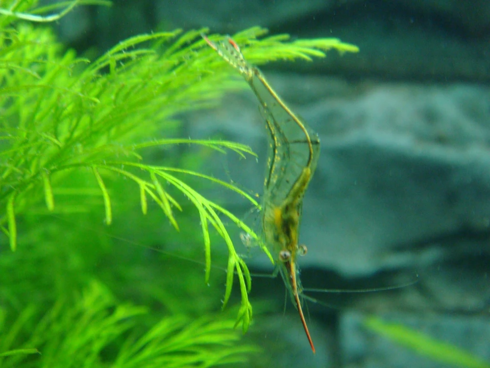 gamba de nariz roja
