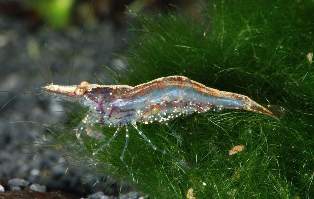 Caridina simoni simoni