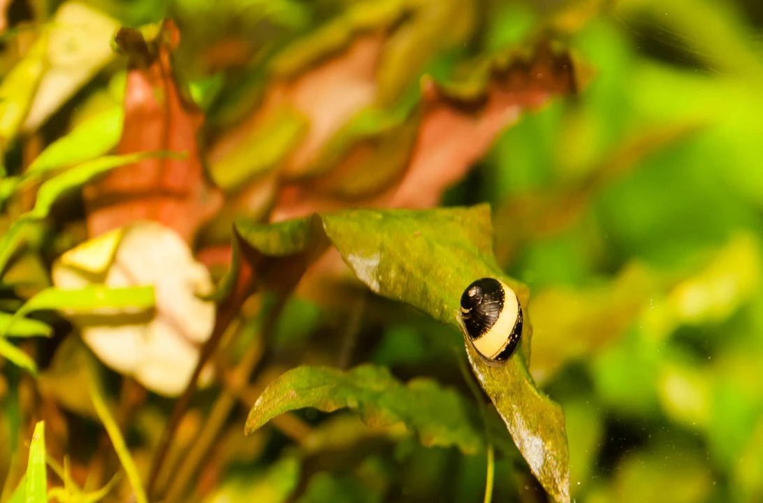 Geweihschnecke