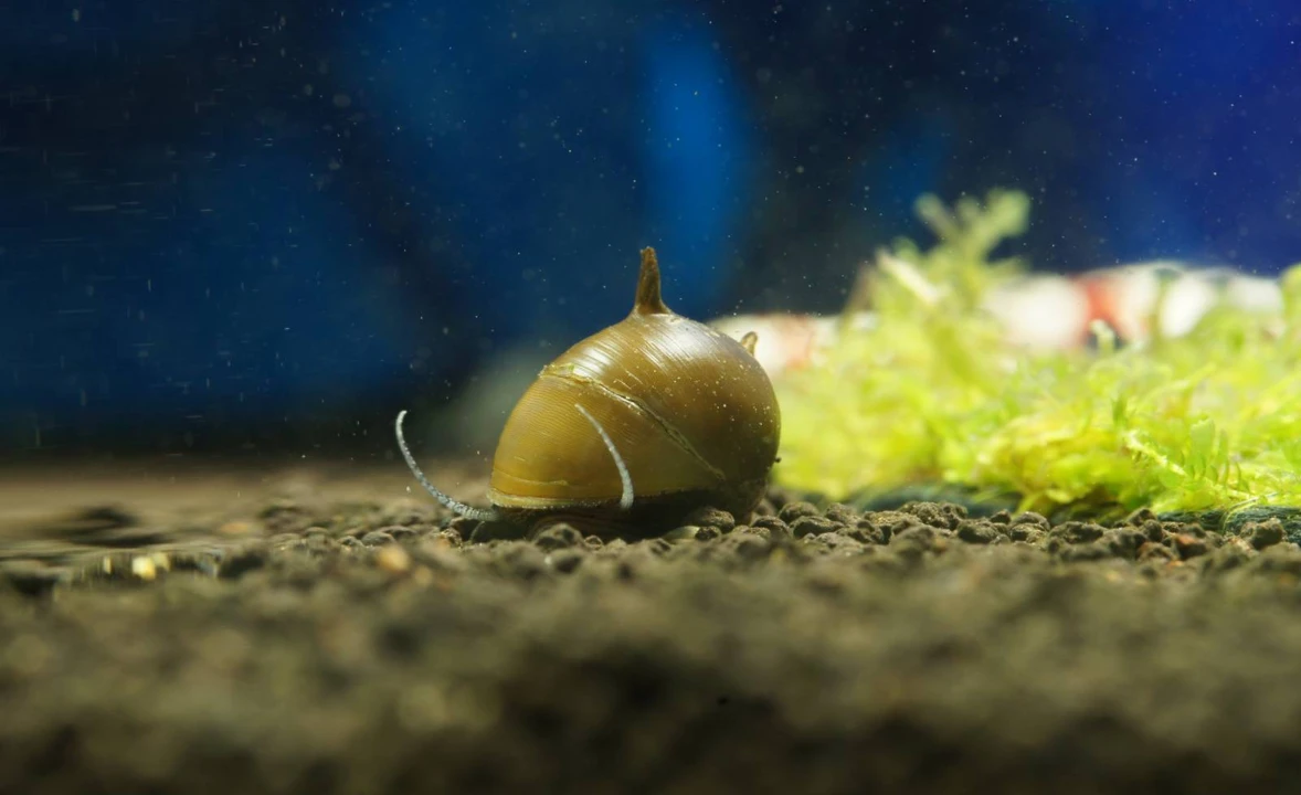 Geweihschnecke