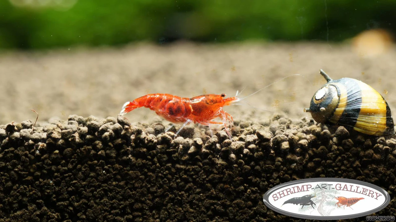 Geweihschnecke