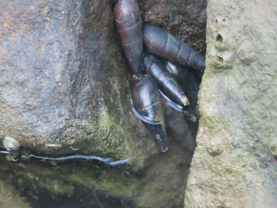 Caracol diablo negro
