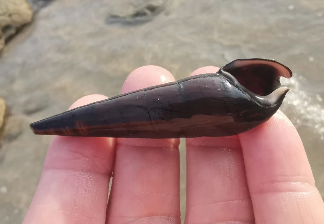 Caracol diablo negro