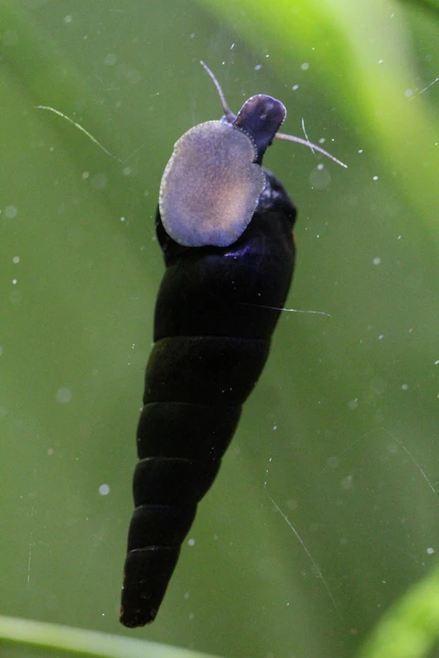Caracol diablo negro