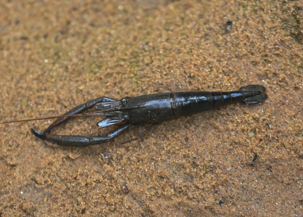 Macrobrachium dayanum