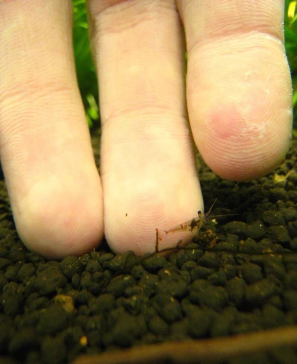 Macrobrachium sp. "Inle-See"