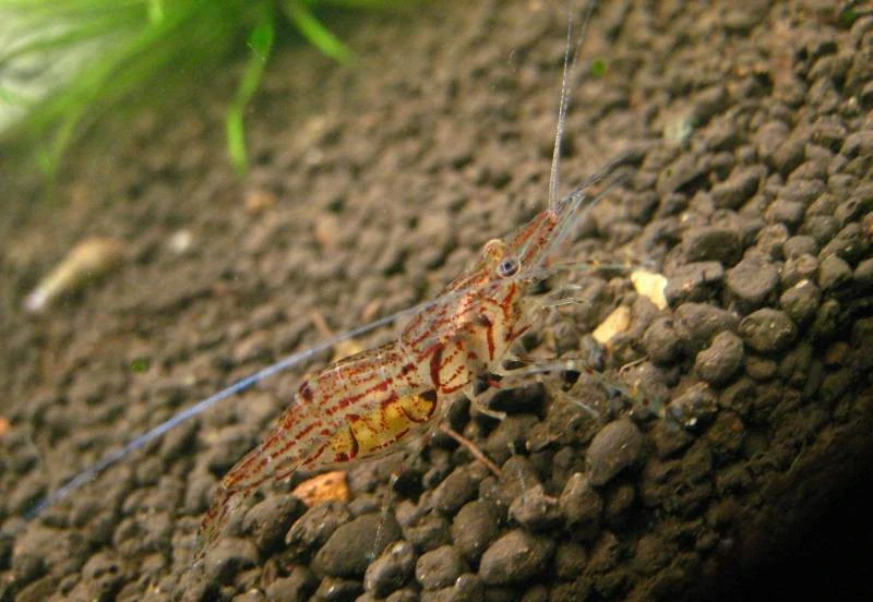 Macrobrachium sp. "Inle-See"