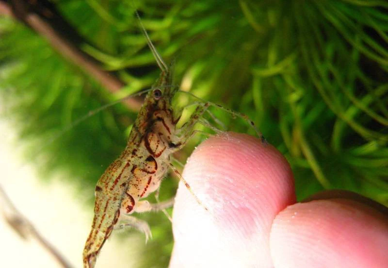 Macrobrachium sp. "Inle-See"