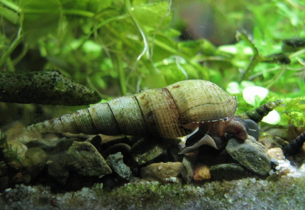 Malaysian trumpet snail
