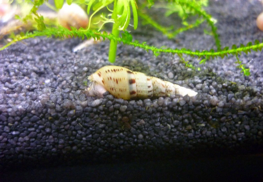 Malaysian trumpet snail