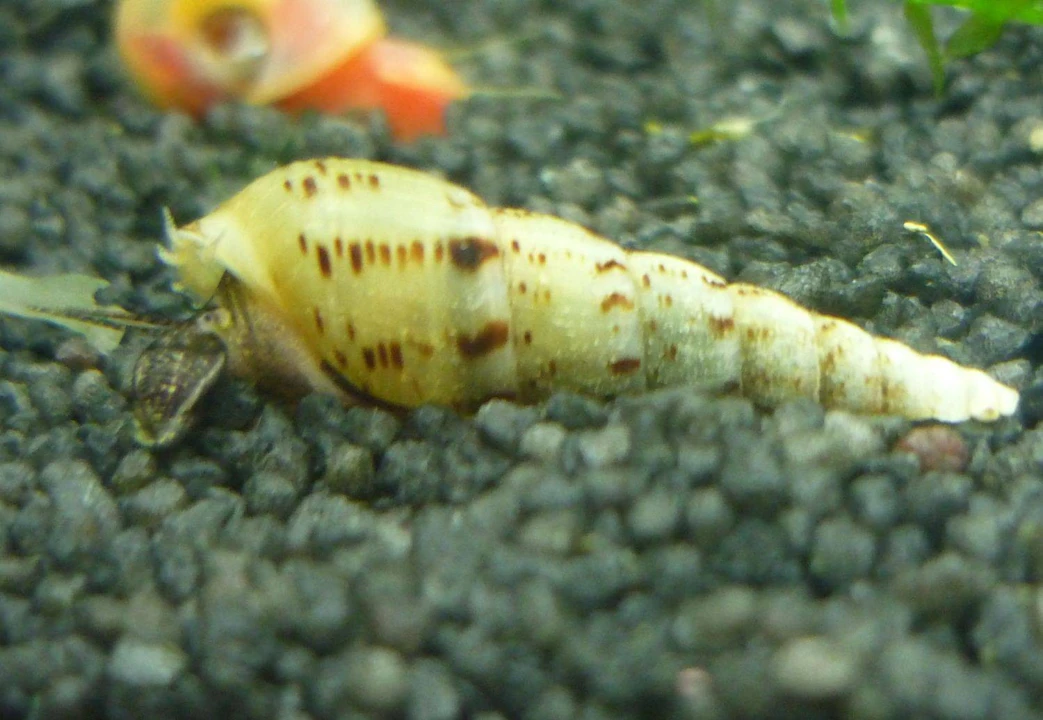 Malaysian trumpet snail