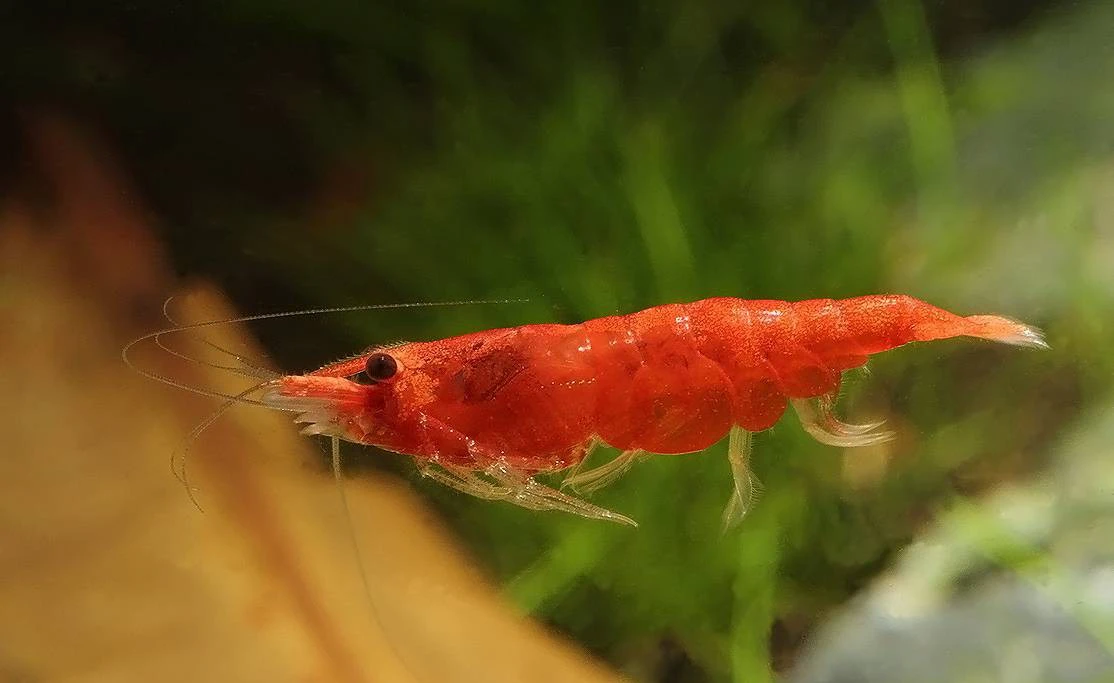 Red Fire-Garnele