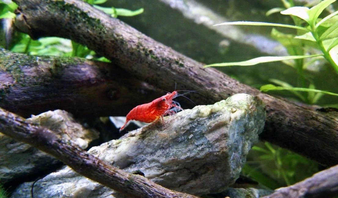 Red Fire-Garnele