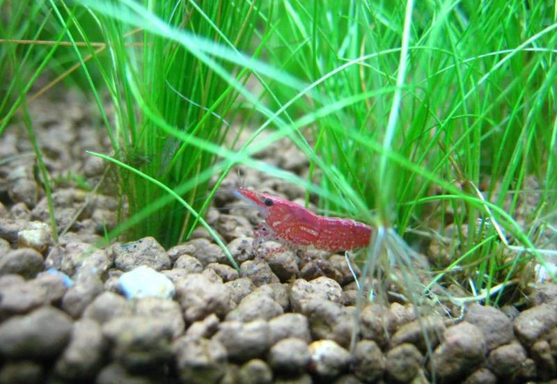 Red Fire-Garnele