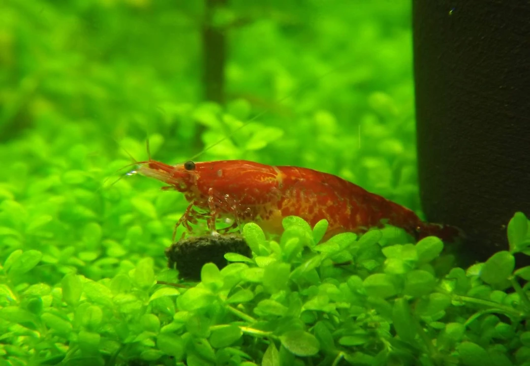 Red Fire-Garnele