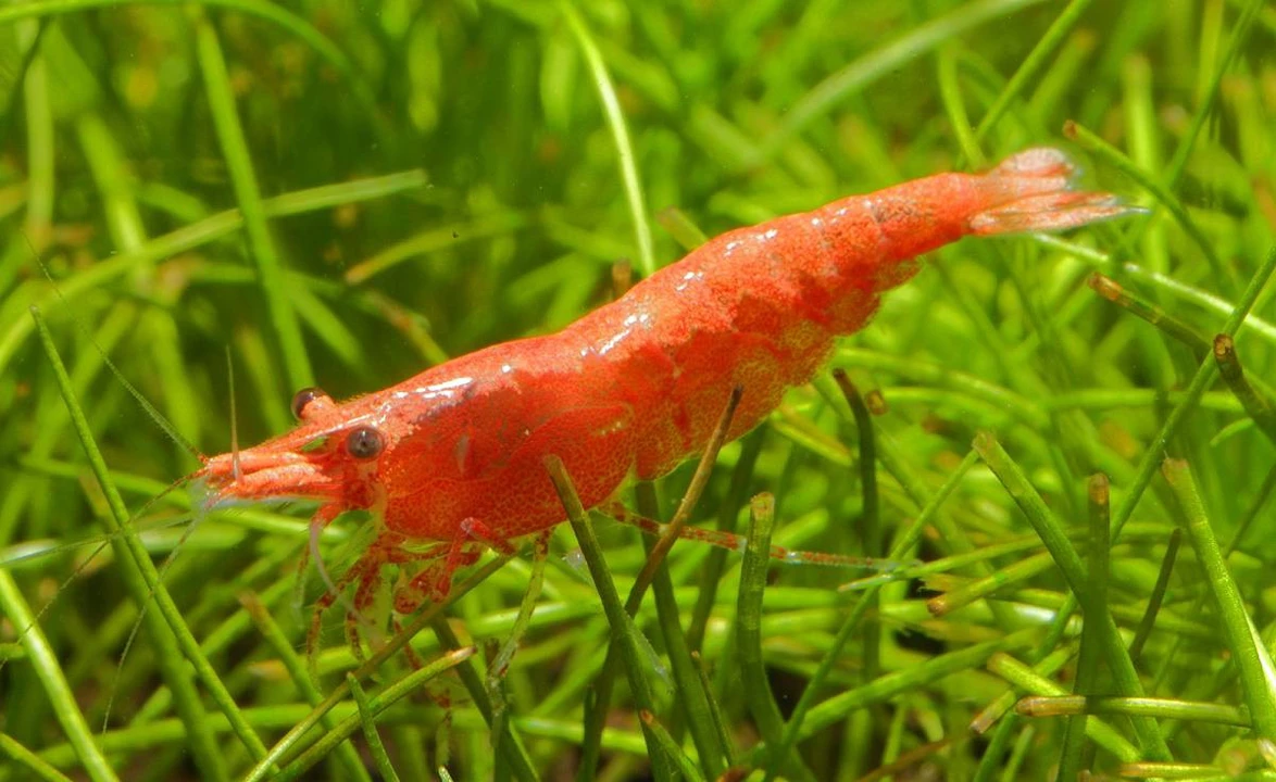 Red Fire-Garnele