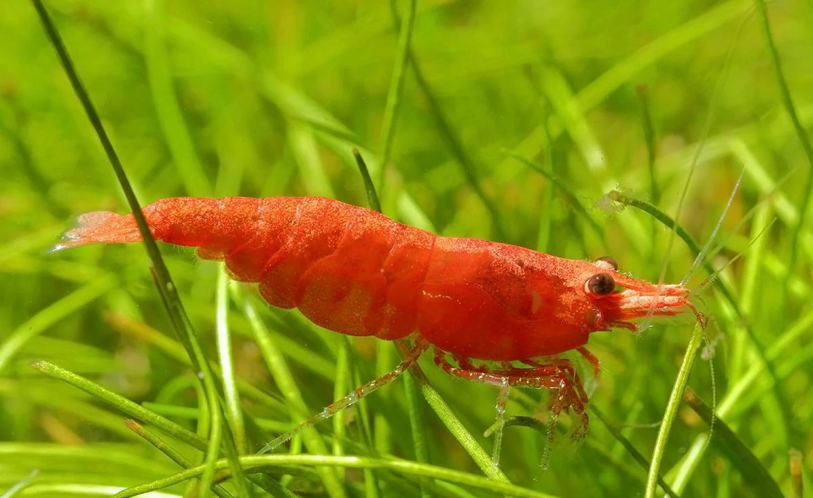 Red Fire-Garnele