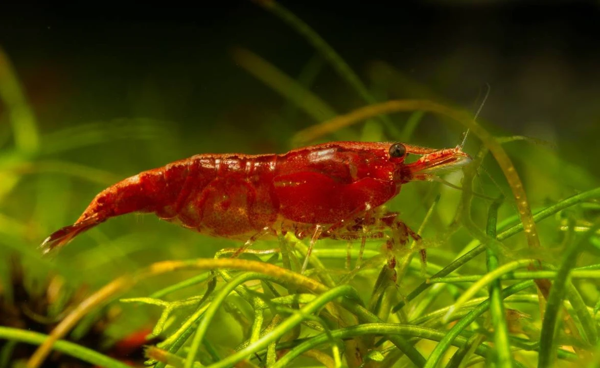 Red Fire-Garnele