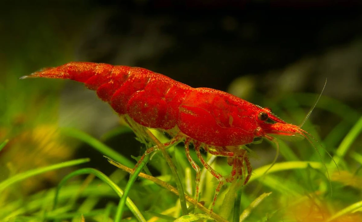Red Fire-Garnele