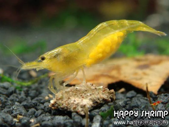 Gamba Yellow Fire