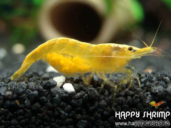 Gamba Yellow Fire