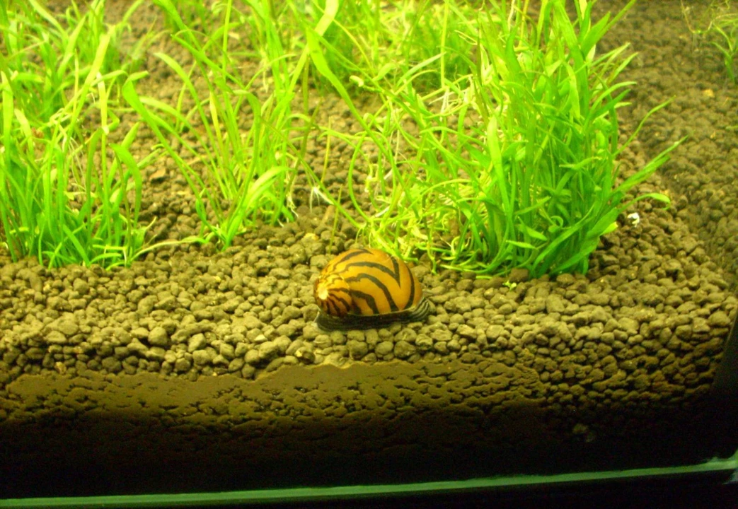 Neritina natalensis