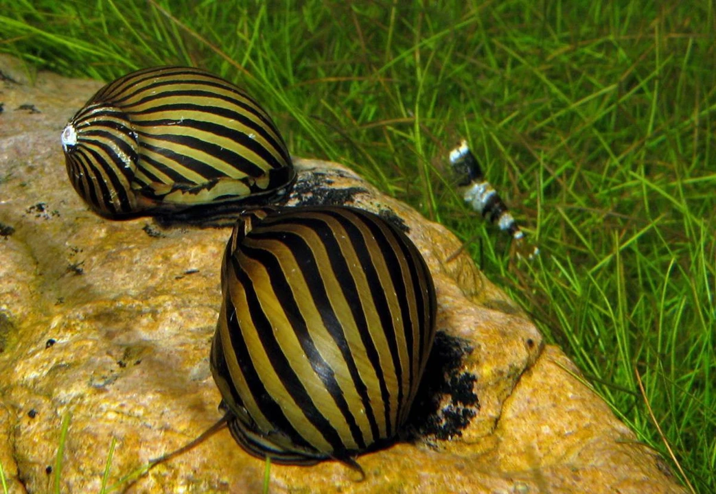 Neritina natalensis