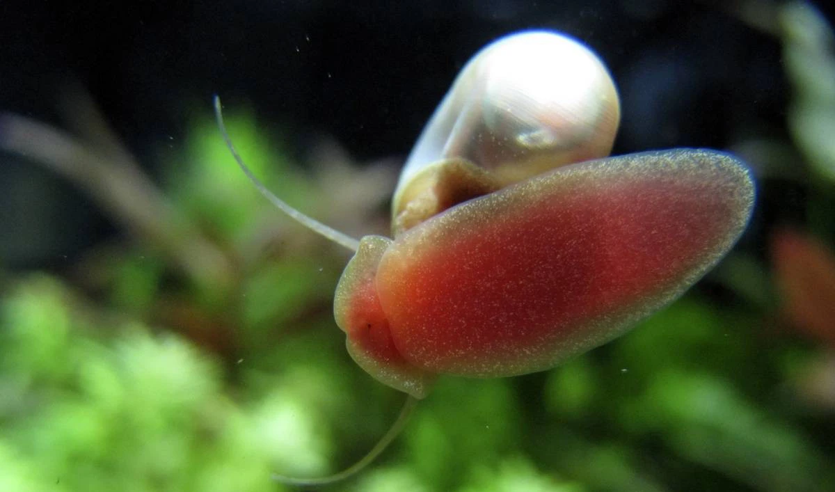 Great ramshorn snail
