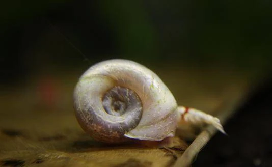 Caracol planorbis