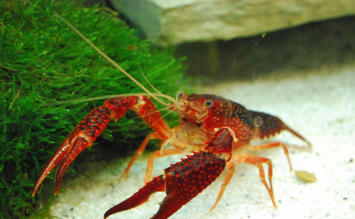 Écrevisse de Louisiane