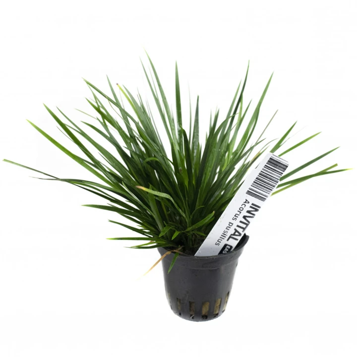 Acorus gramineus 'Pusillus'