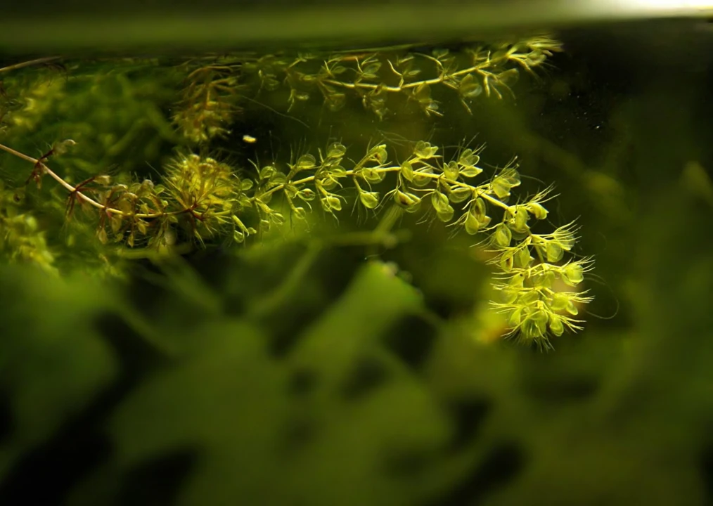 Aldrovanda vesiculosa