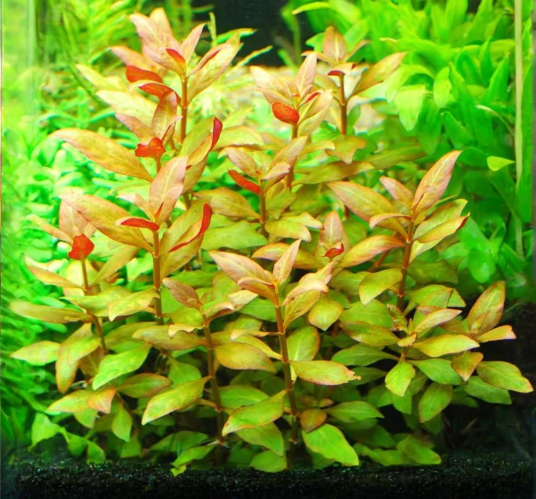 Alternanthera reineckii "Kleines Papageienblatt"