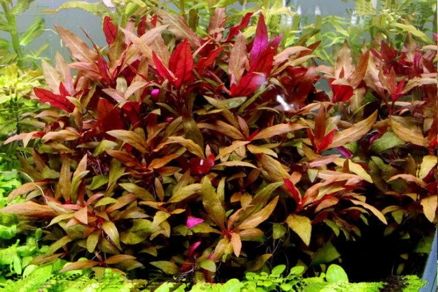 Alternanthera reineckii "Lilacina"